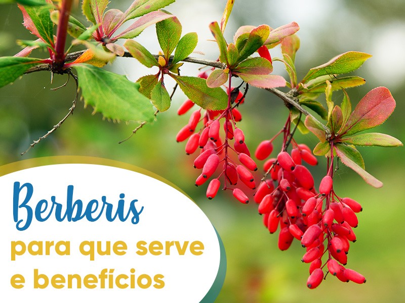 Berberis vulgaris: para que serve e benefcios